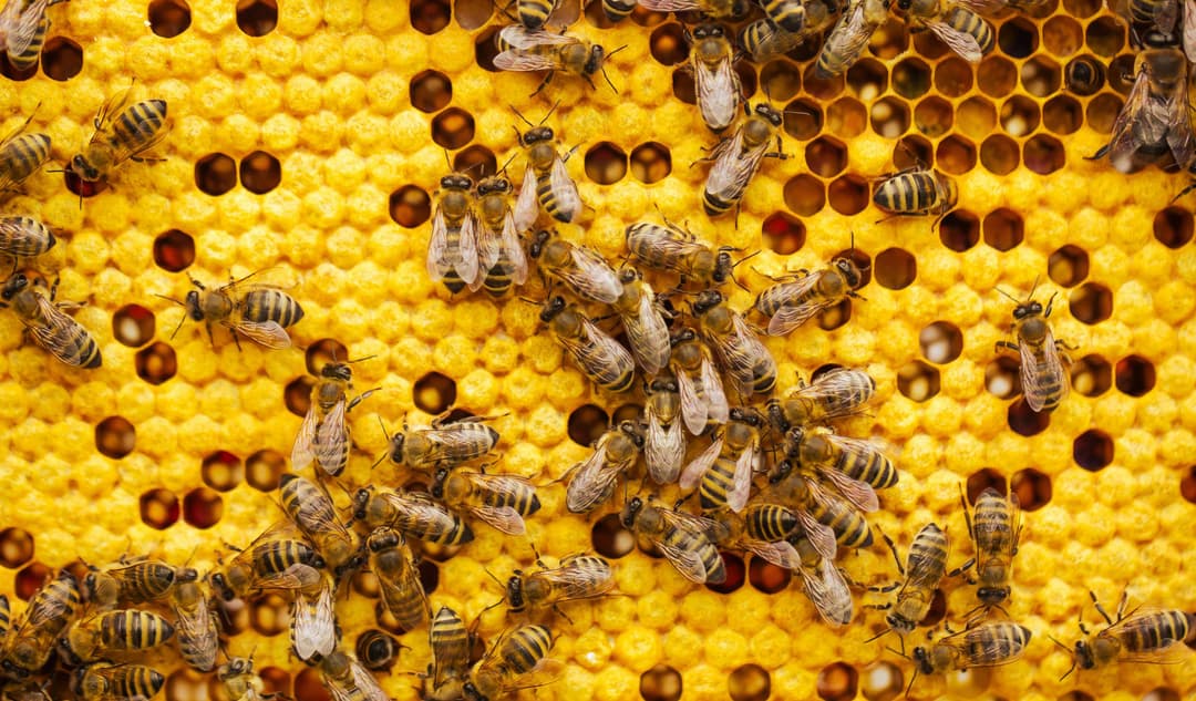 Honeybee farming